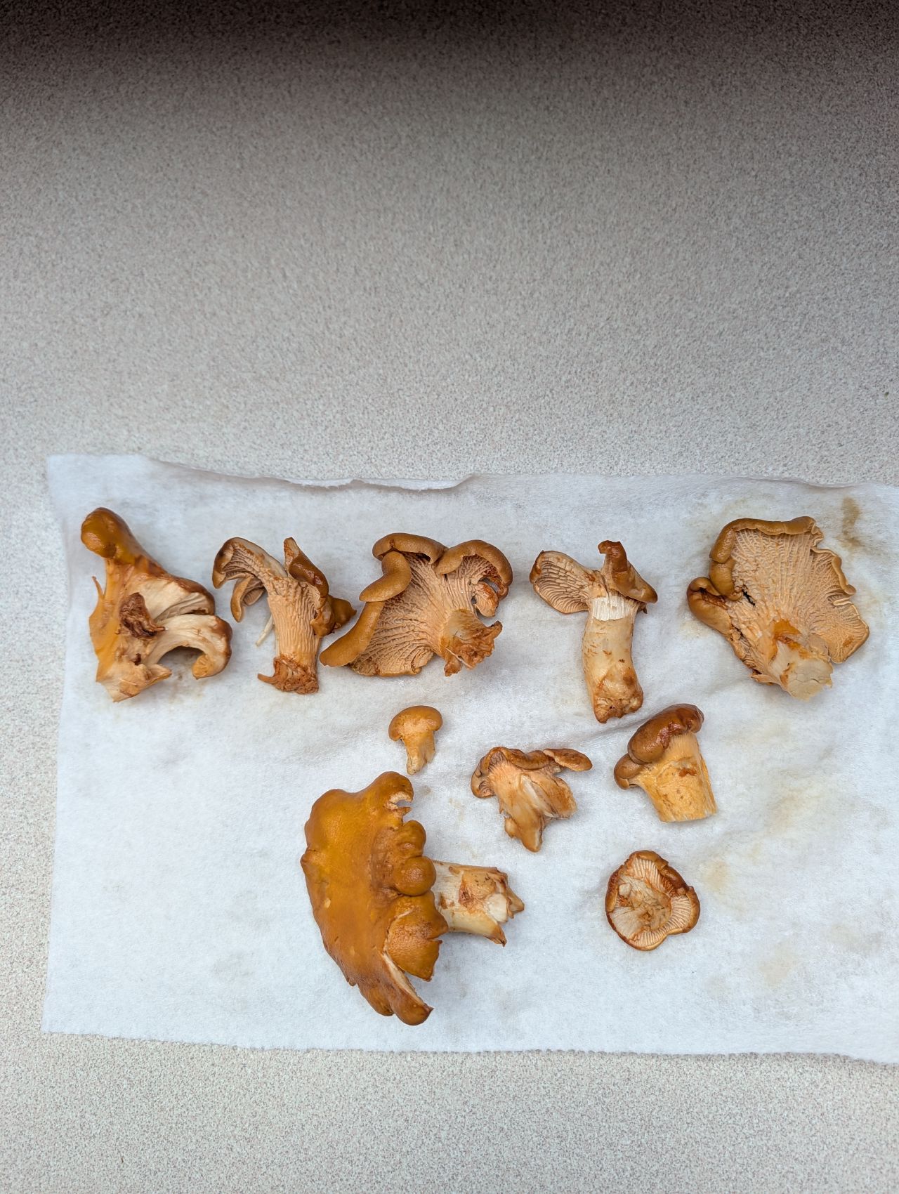 Foraged golden chanterelle mushrooms on a paper towel