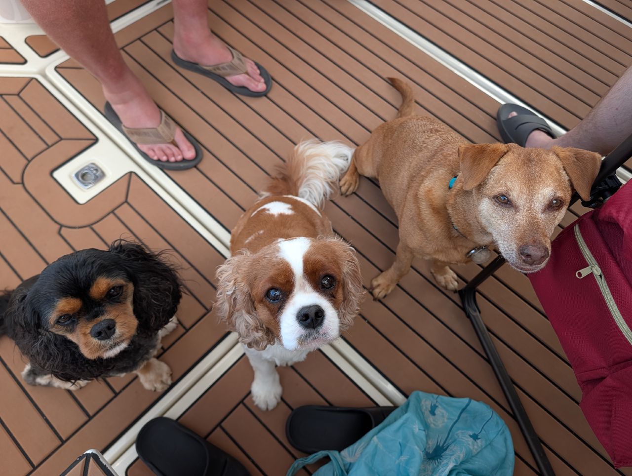 Three small dogs gathered on the boat deck